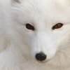 White Fox's Avatar