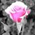 BriarRose