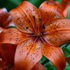 Tiger Lilly