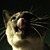 Contributor: deejay