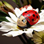 Contributor: lil ladybug