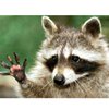 Contributor: Lady Bear