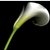Contributor: Calla
