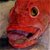 Contributor: Salmonking