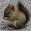 Contributor: Callosciurus