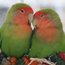Contributor: purplebird