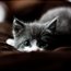 Contributor: ariel-
