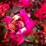 Contributor: Tenacious Foxxx