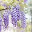 Contributor: wisteria7