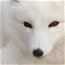 Contributor: White Fox