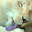 Contributor: Cosmic Lioness