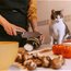 Contributor: Leethal Cats