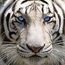 Contributor: Fierce Like Tiger