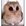 Contributor: Owl Identified
