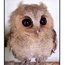 Contributor: Owl Identified