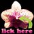 Contributor: Wild Orchid