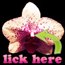 Contributor: Wild Orchid