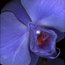 Contributor: Tulasi