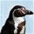 Contributor: The Awesome Penguin