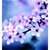 Contributor: cherryblossom
