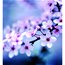 Contributor: cherryblossom