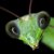 Contributor: foldfirst