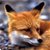 Contributor: Foxx