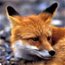 Contributor: Foxx
